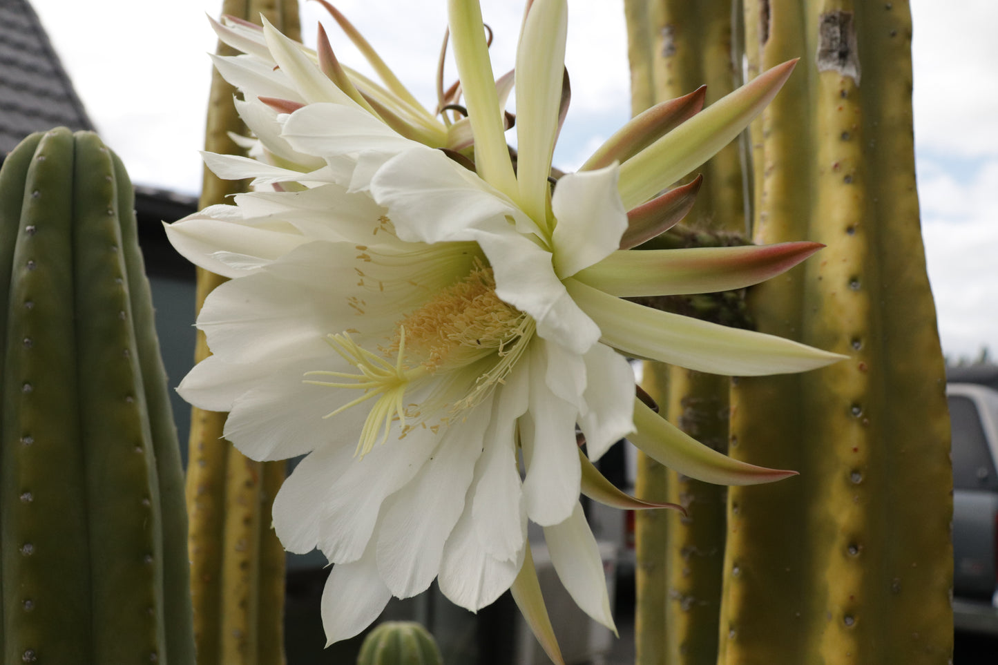 Echinopsis pachanoi