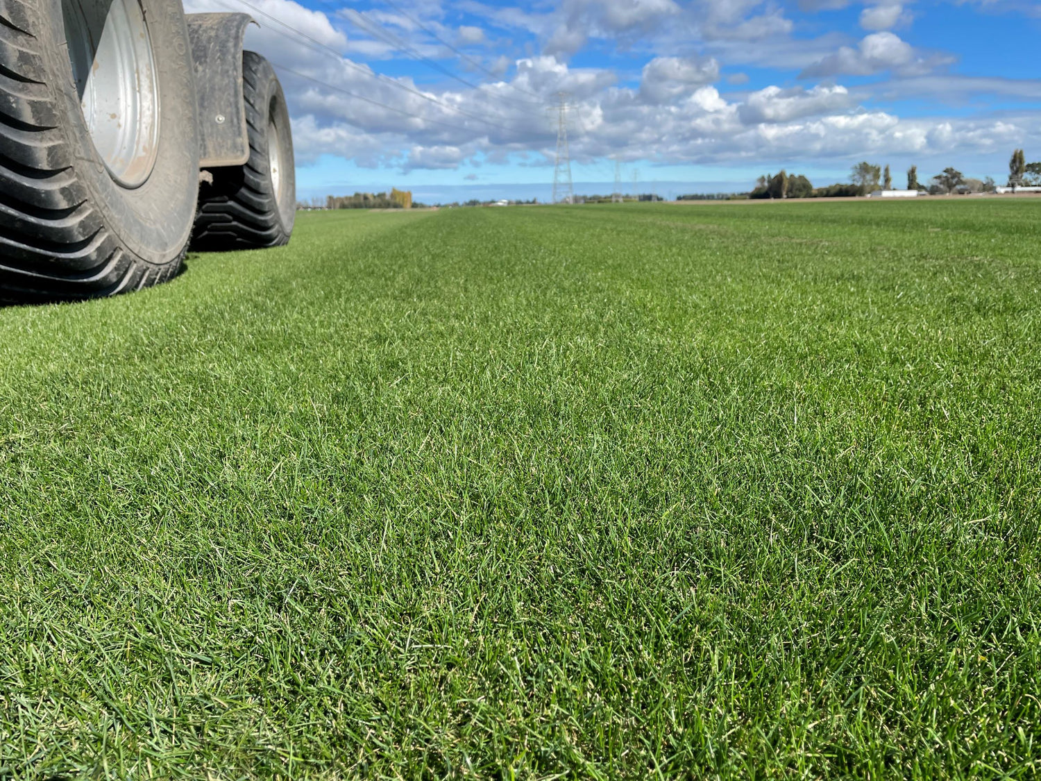 Texture Turf, lawn ready to lay