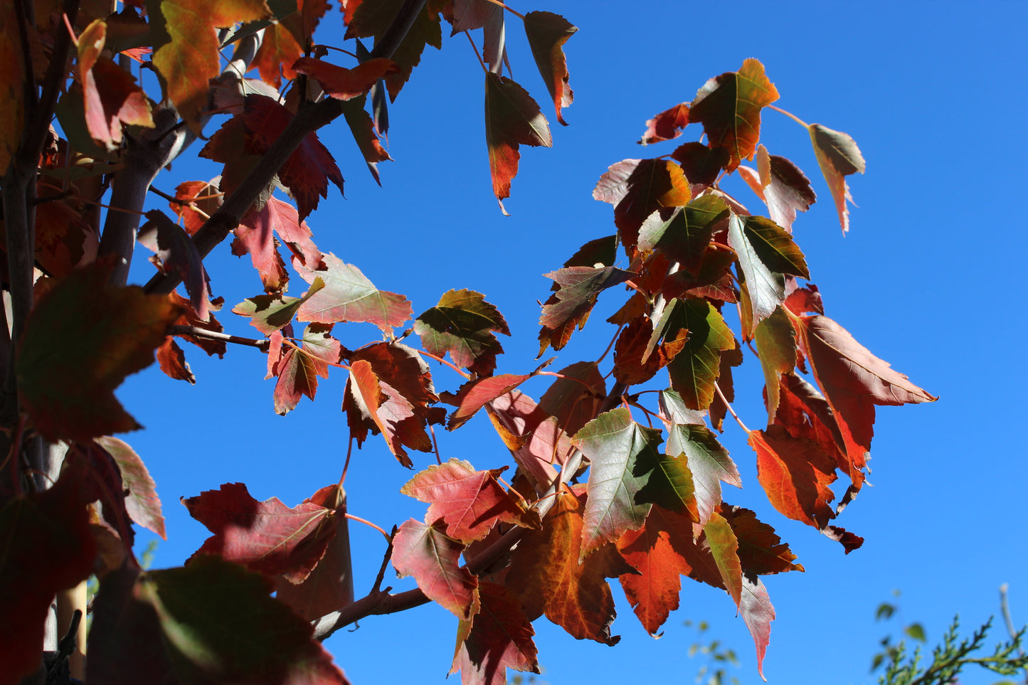 Acer Jeffers Red