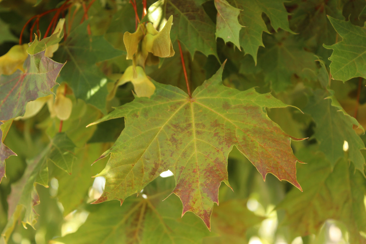 Acer Globulosum