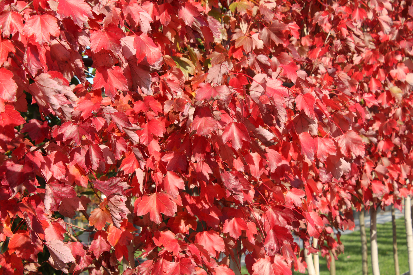 Acer October Glory autumn leaves