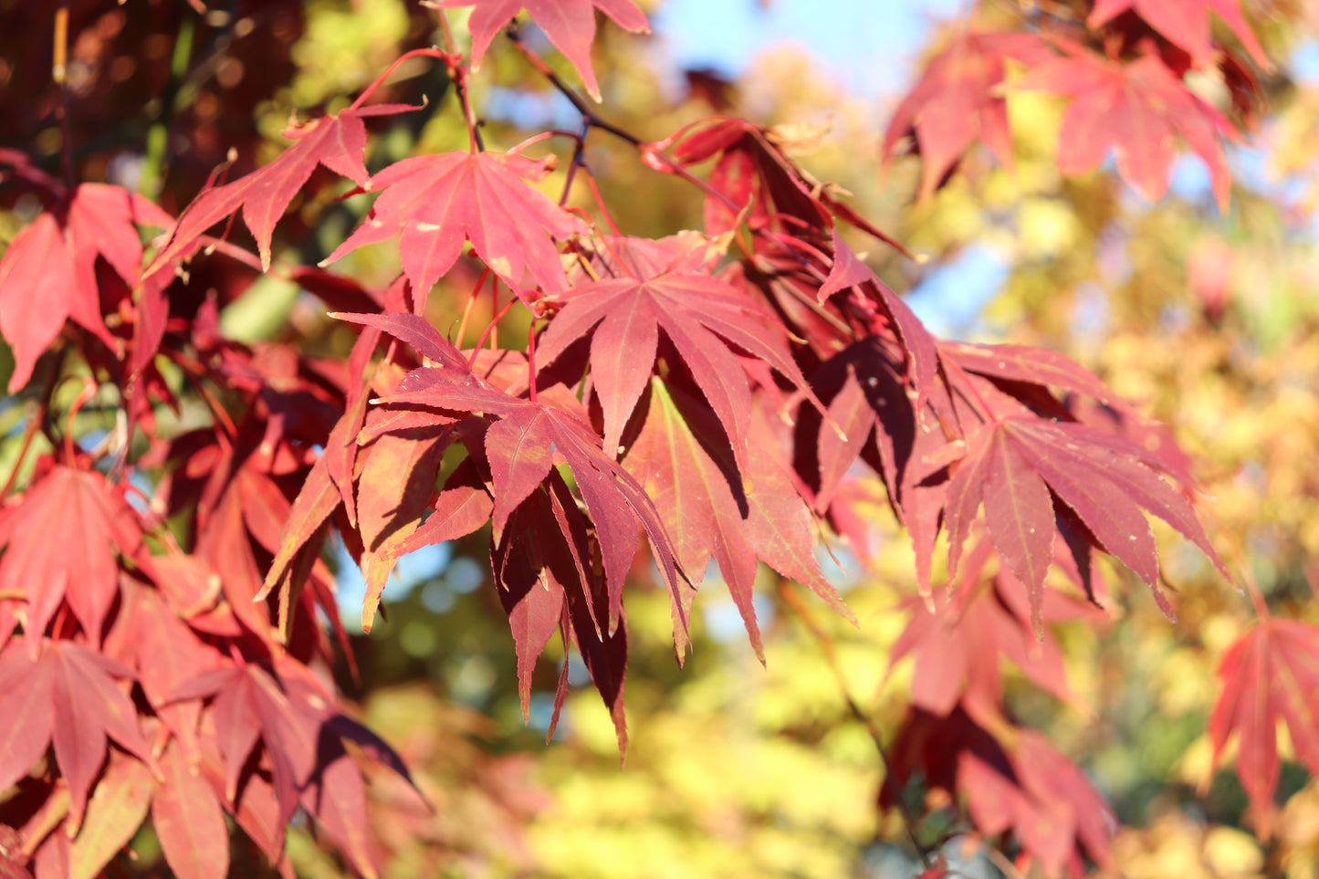 Acer Osakazuki autumn