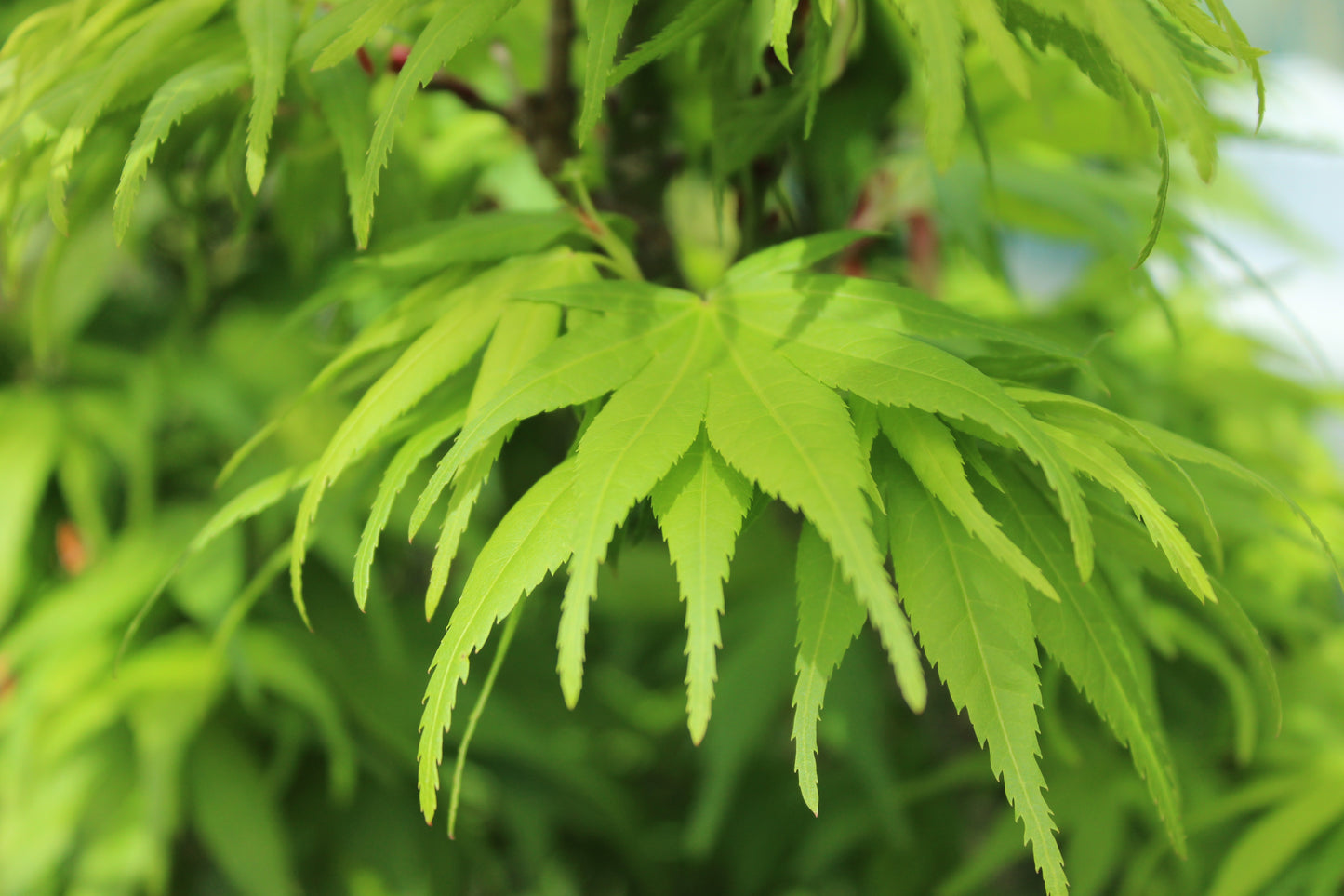 Acer palmatum Mikawa Yatsubusa 2