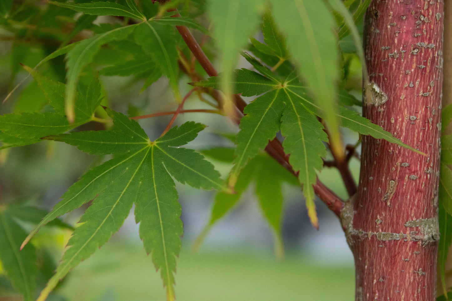 Acer palmatum Senkaki 2