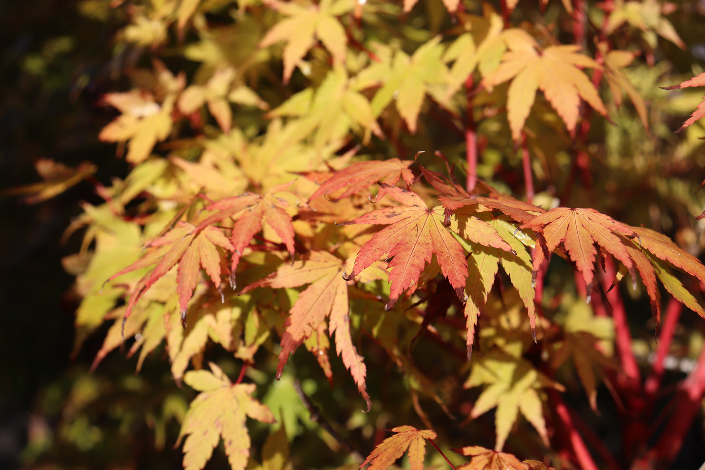 Acer palmatum Senkaki 9