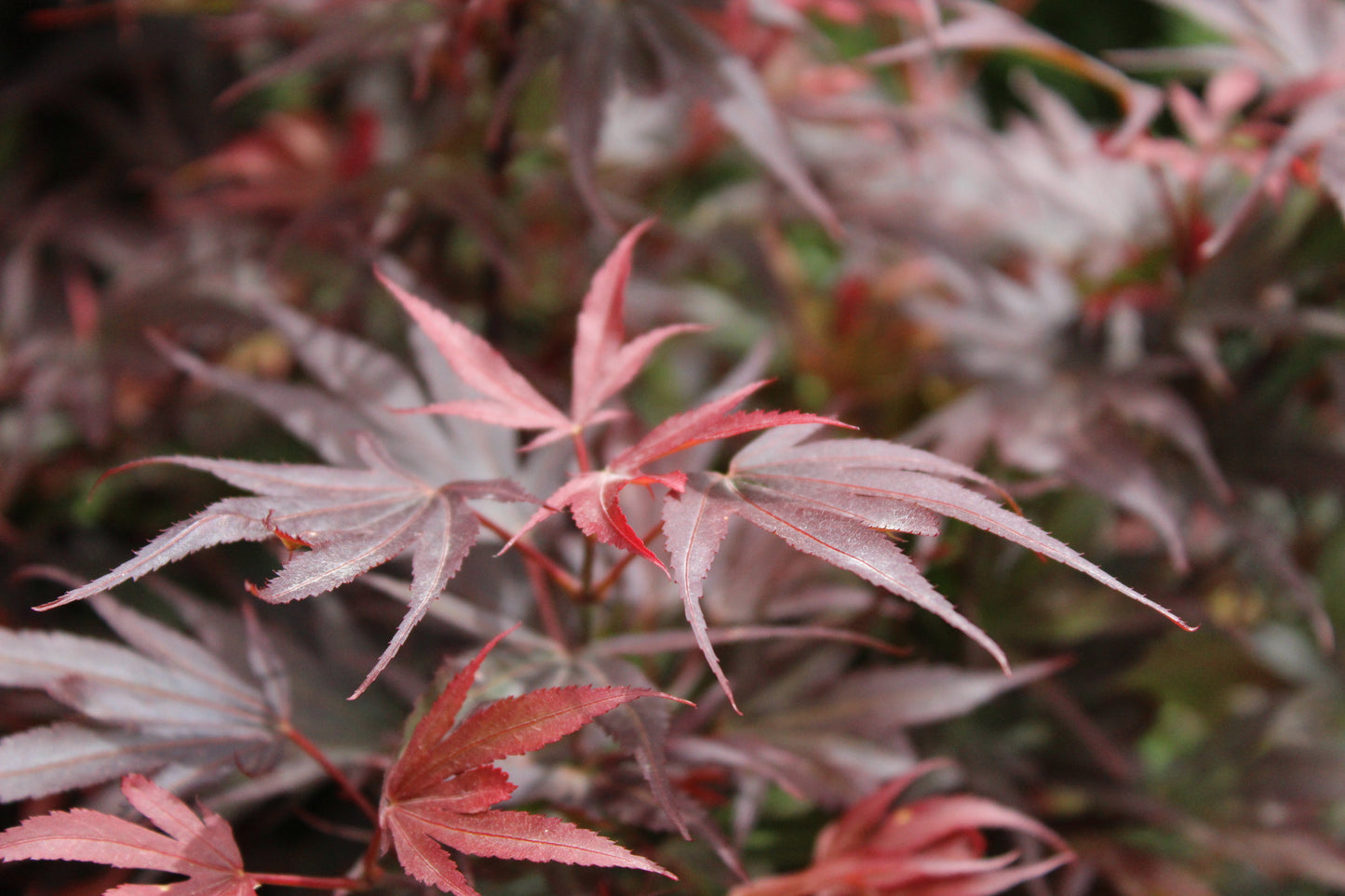 Acer palmatum Shaina