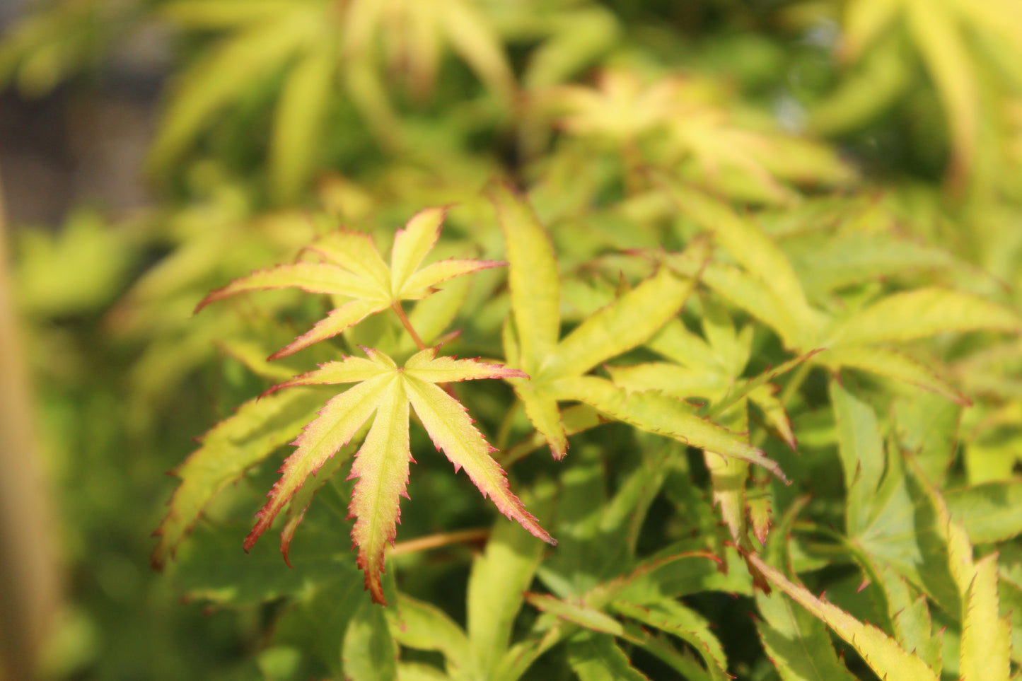 Acer palmatum Sharpes Pygmy