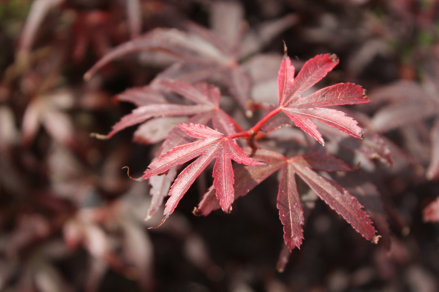 Acer palmatum Skeeters Broom