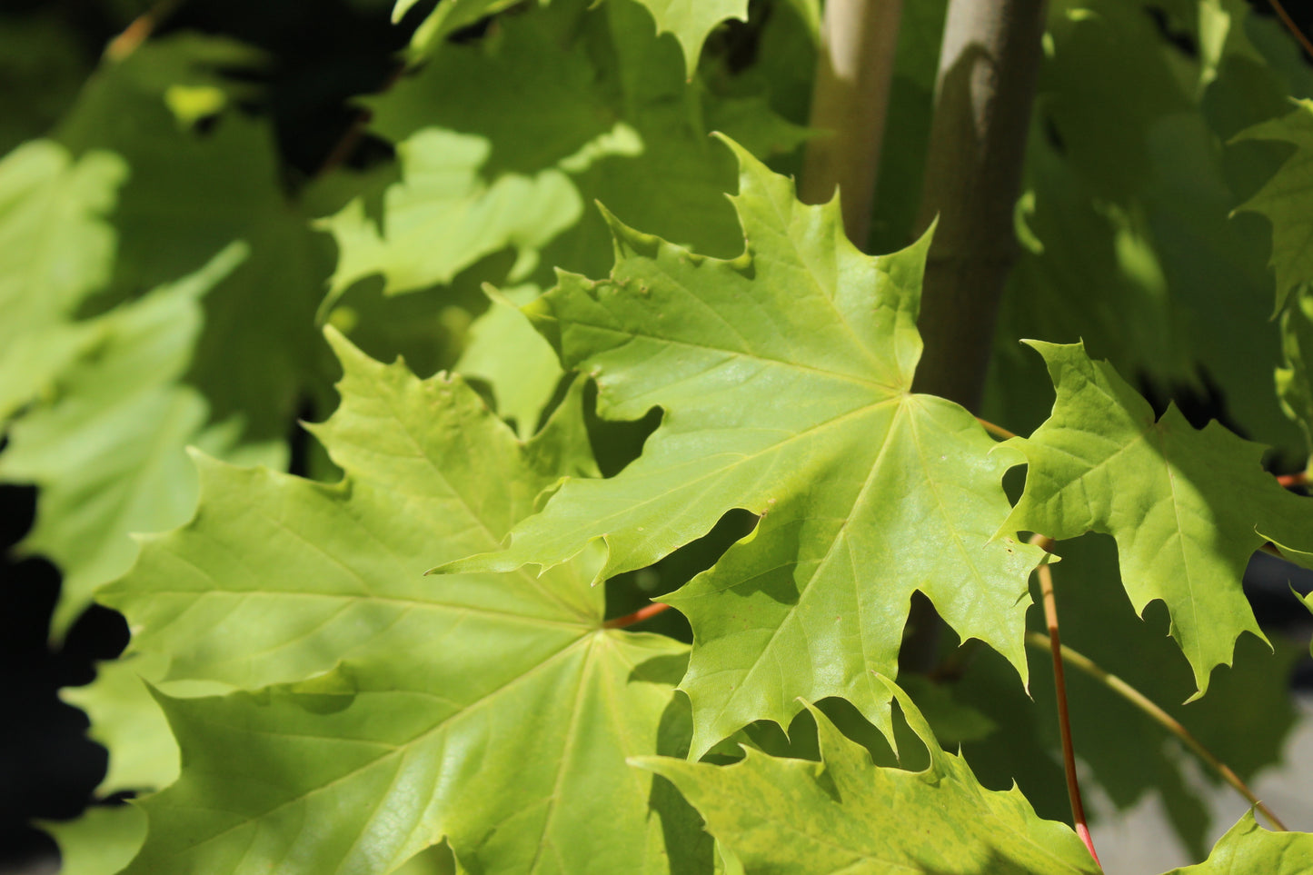 Acer platanoides Princeton gold