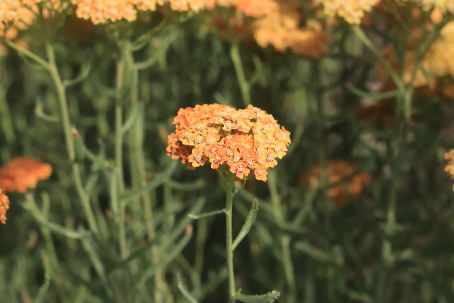Achillea millefolium terracotta flower