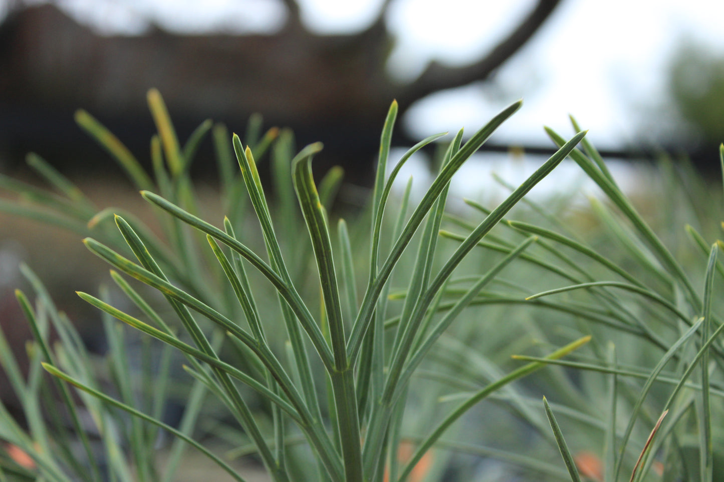 Aciphylla dieffenbachii