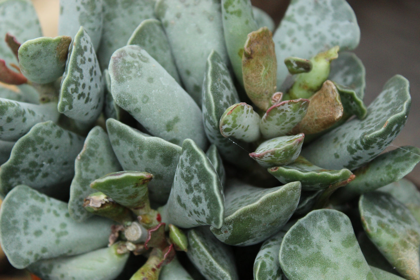 Adromischus cooperi