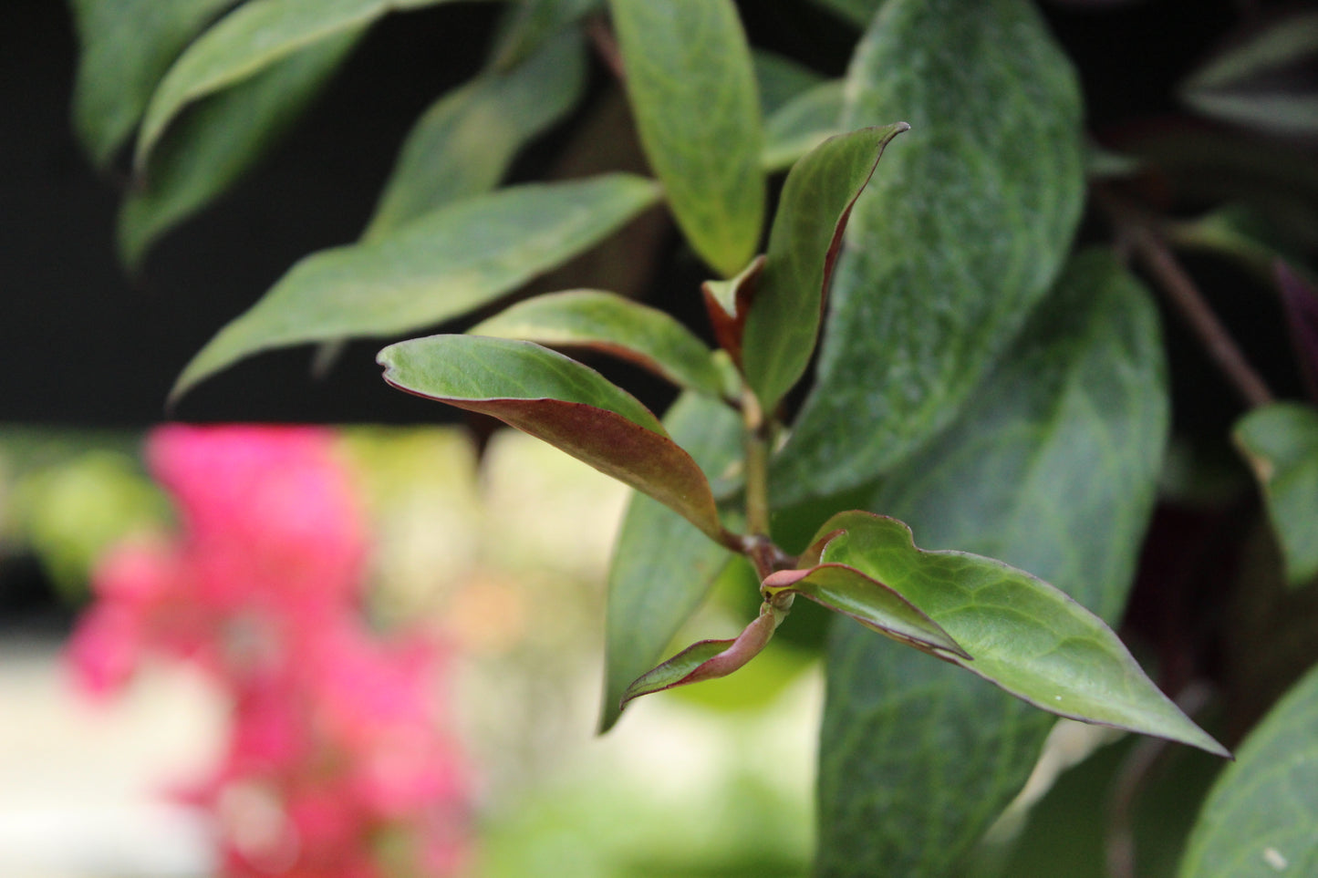 Aeschynanthus marmoratus