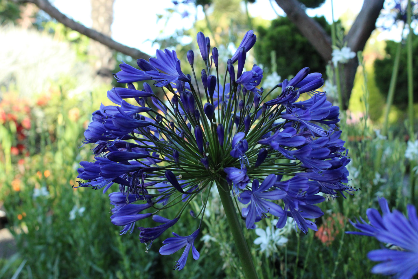 Agapanthus Dark Delight
