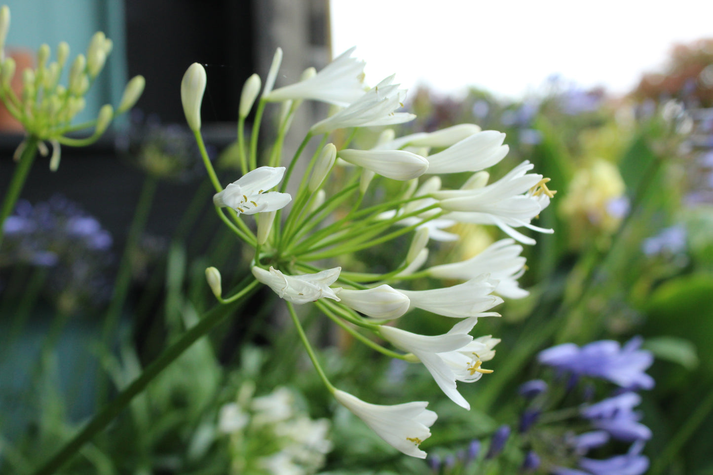 Agapanthus Dwarf White