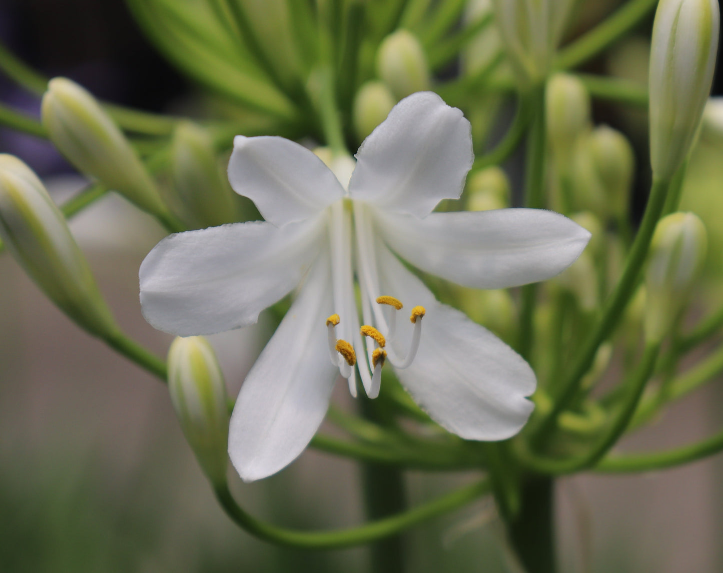 Agapanthus Seafoam 4