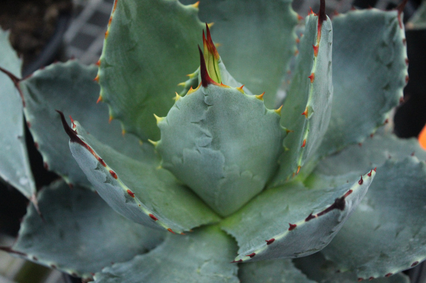 Agave Tecta 2