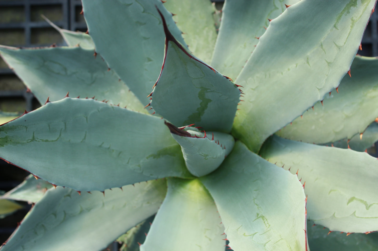 Agave applanata 2