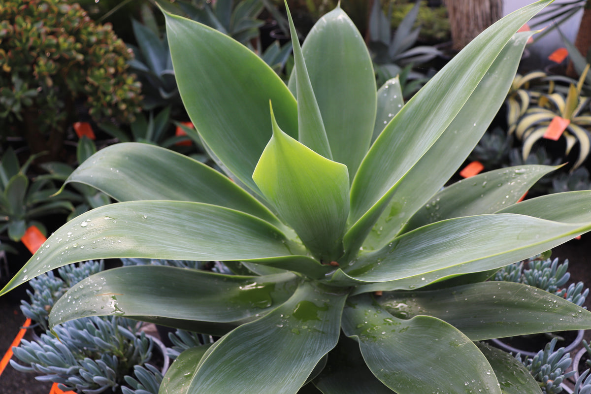Agave attenuata 2