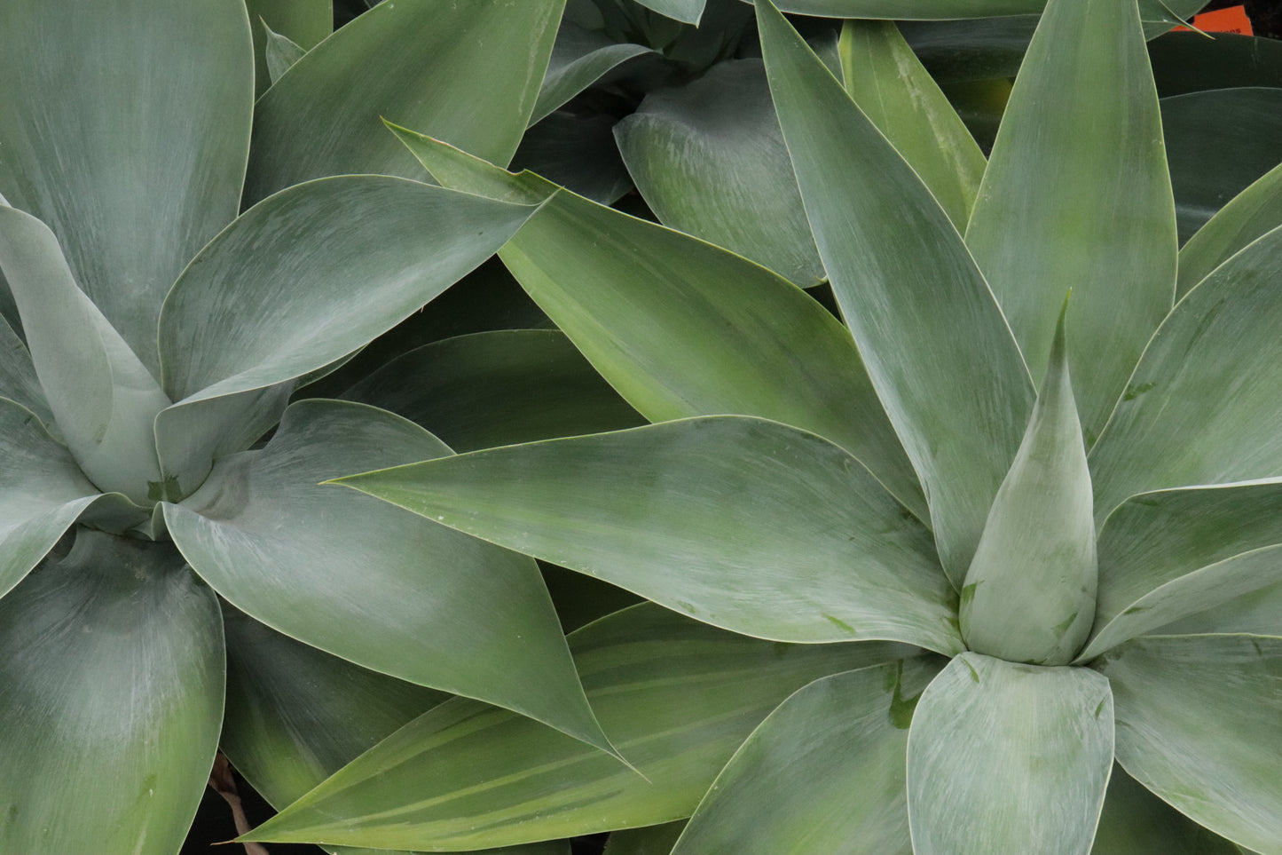 Agave attenuata Boutins Blue 4