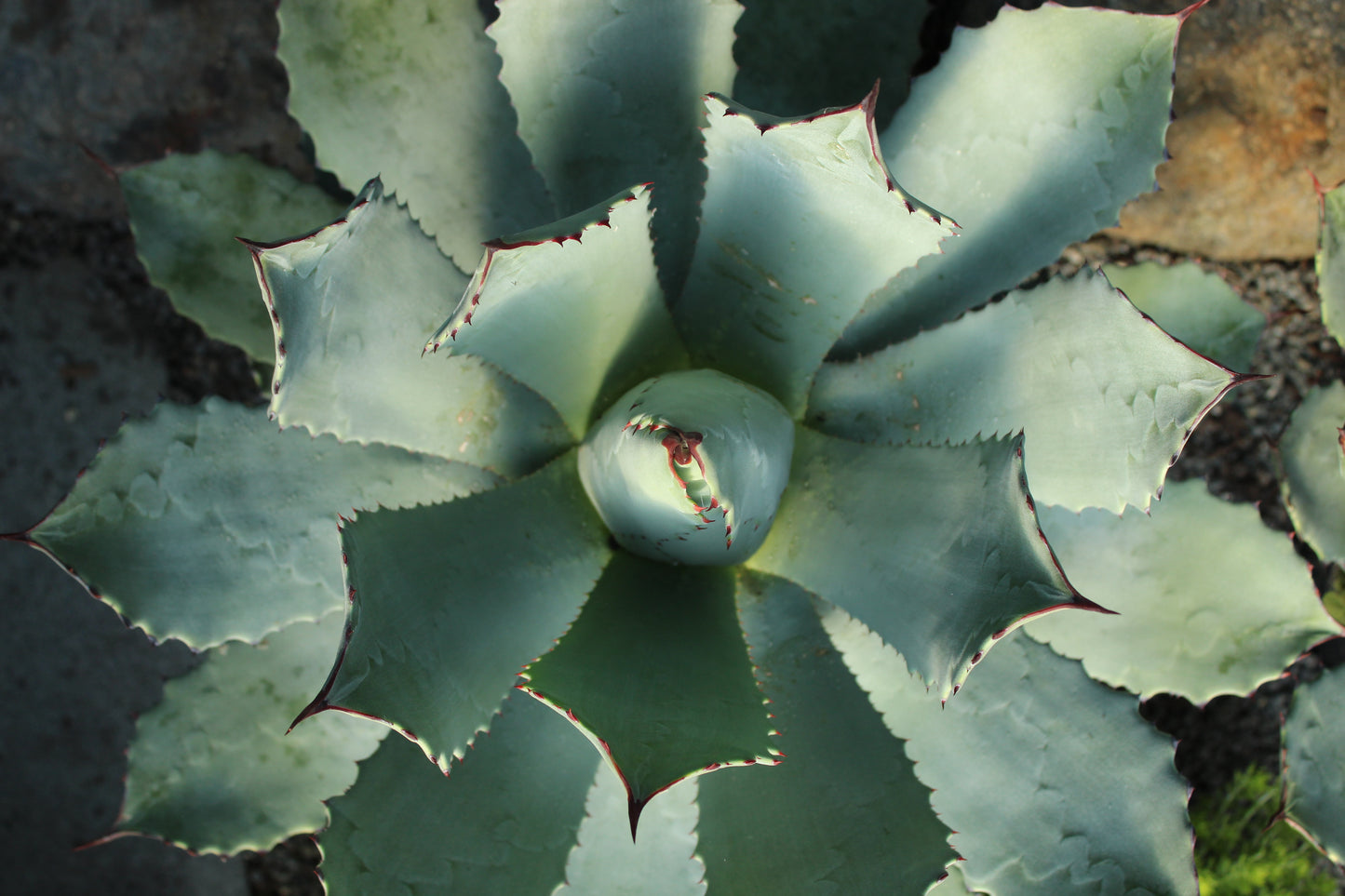 Agave guadalajarana 3