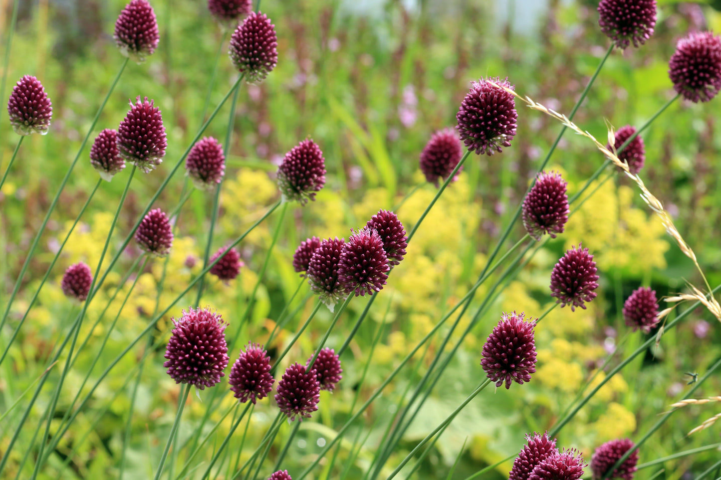 Allium sphaerocephalon