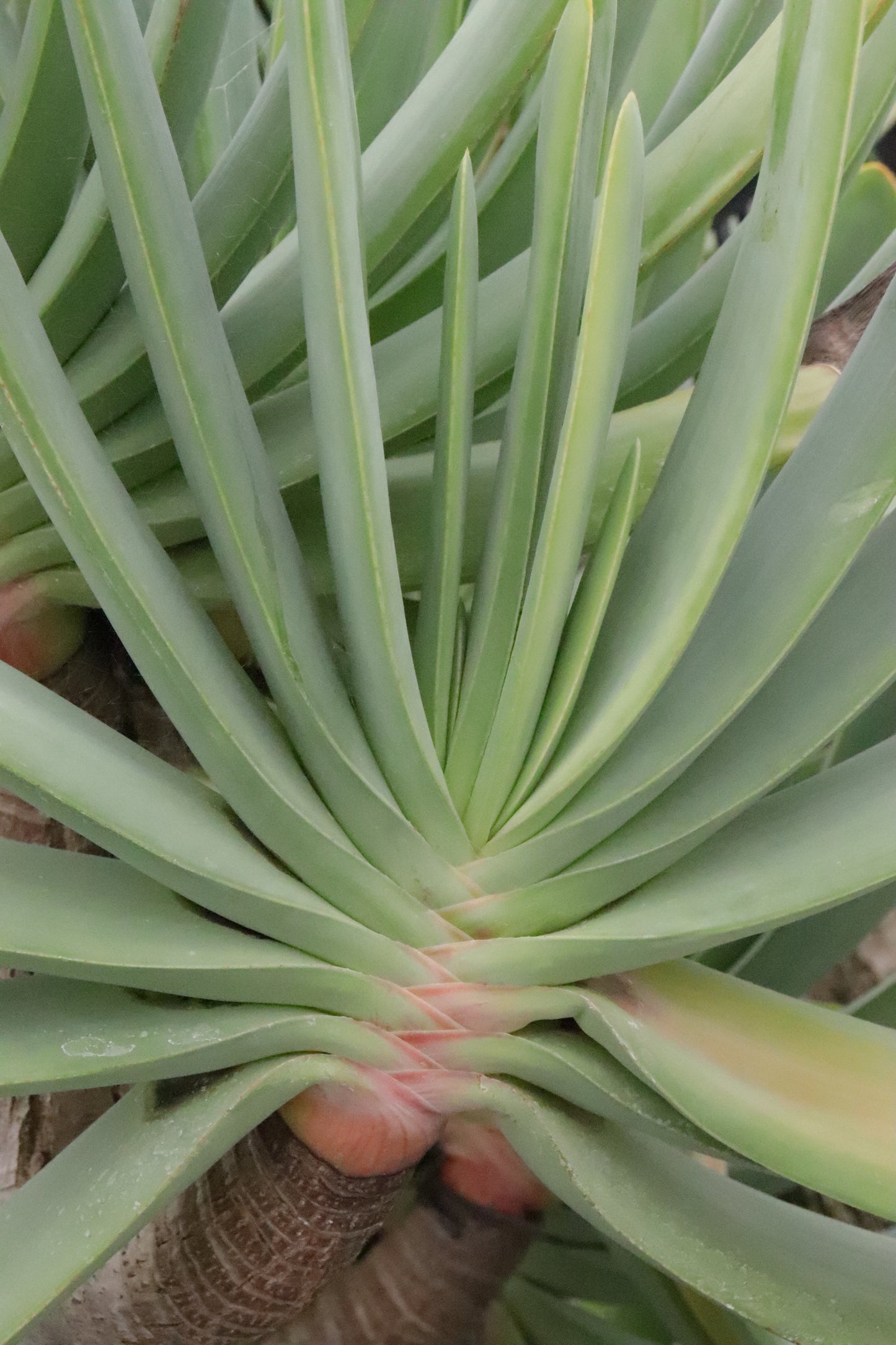 Aloe plicatalis 6