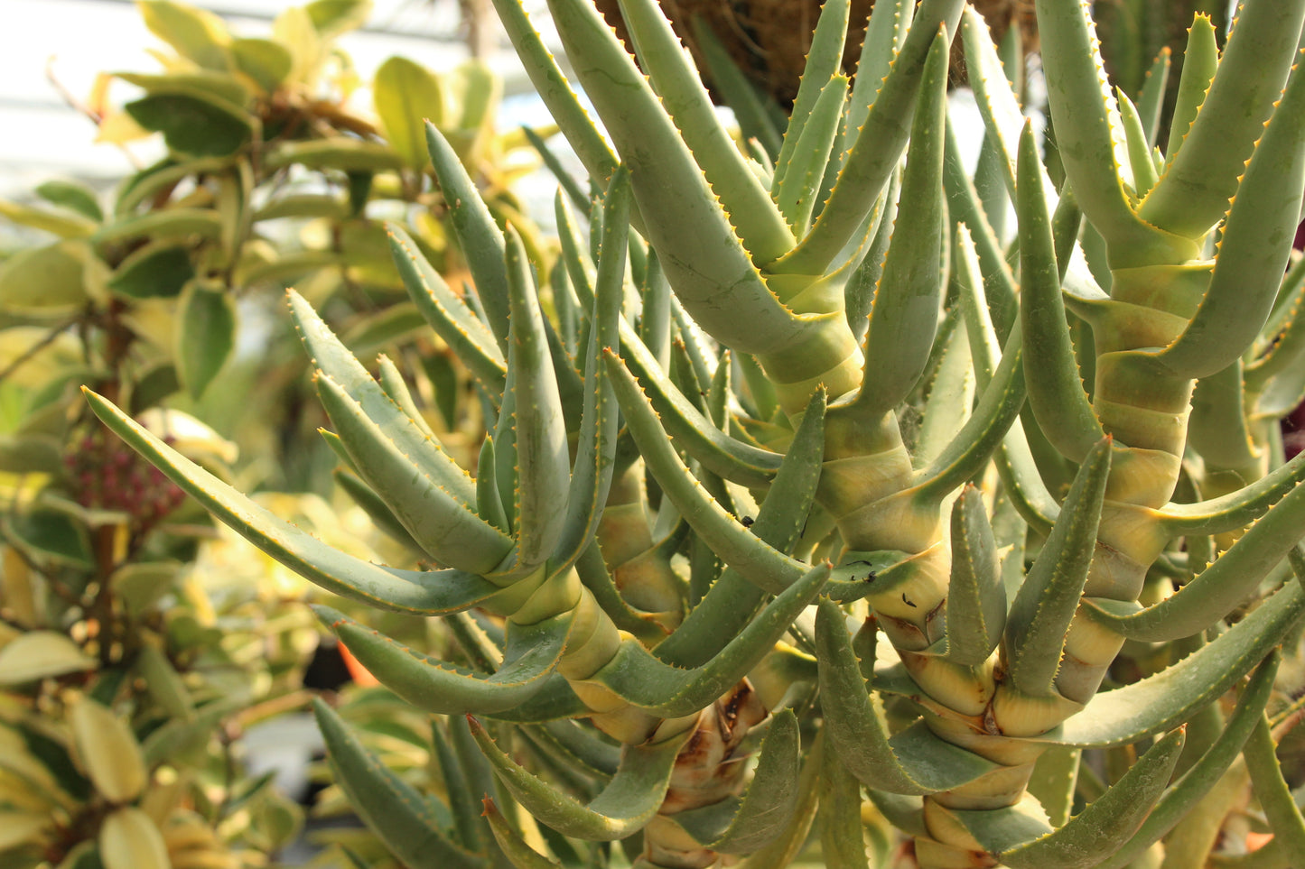 Aloidendron ramoisissimum