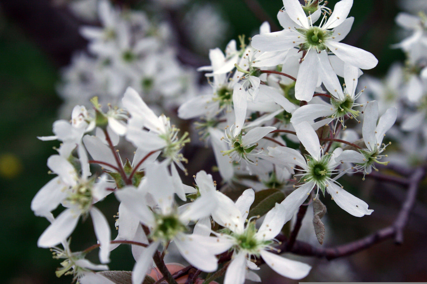 Amelanchier canadensis