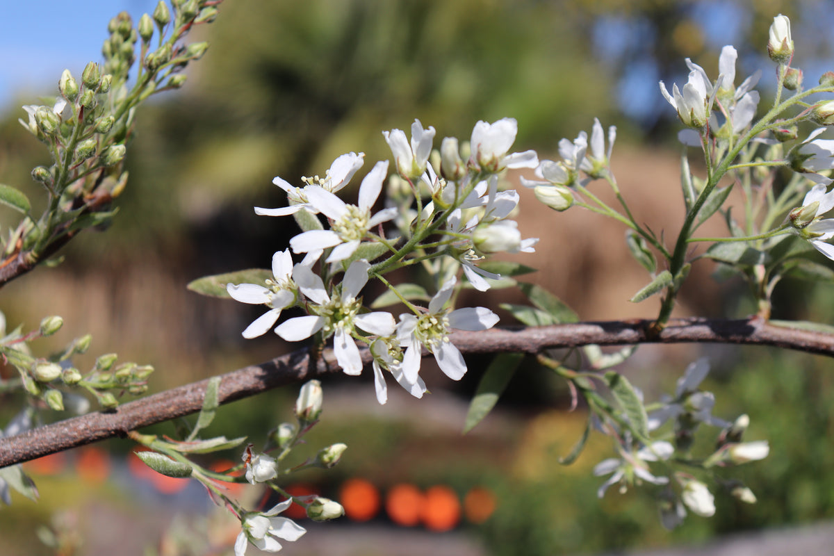 Amelanchier canadensis 2