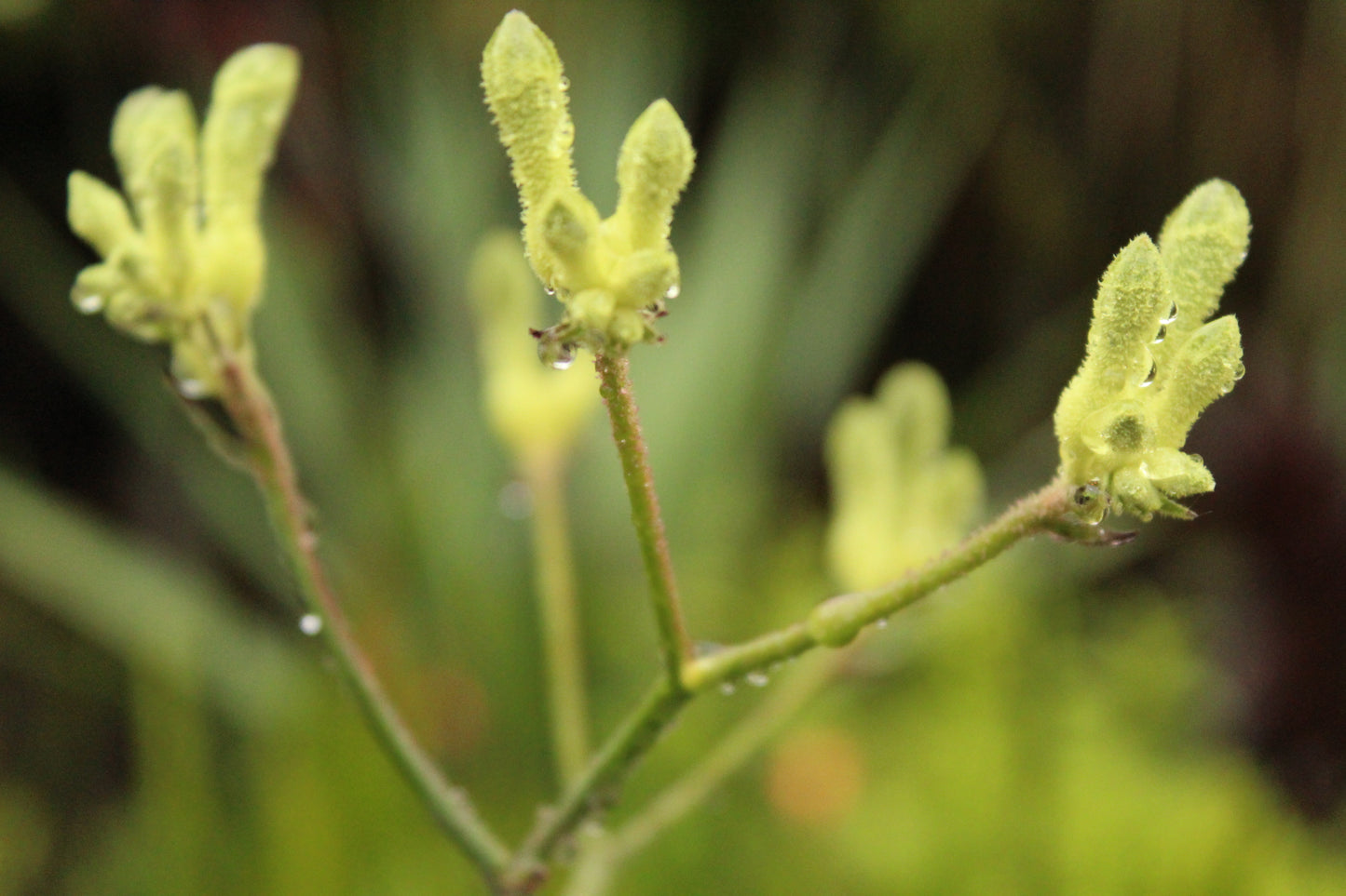 Anigozanthos flavidus green