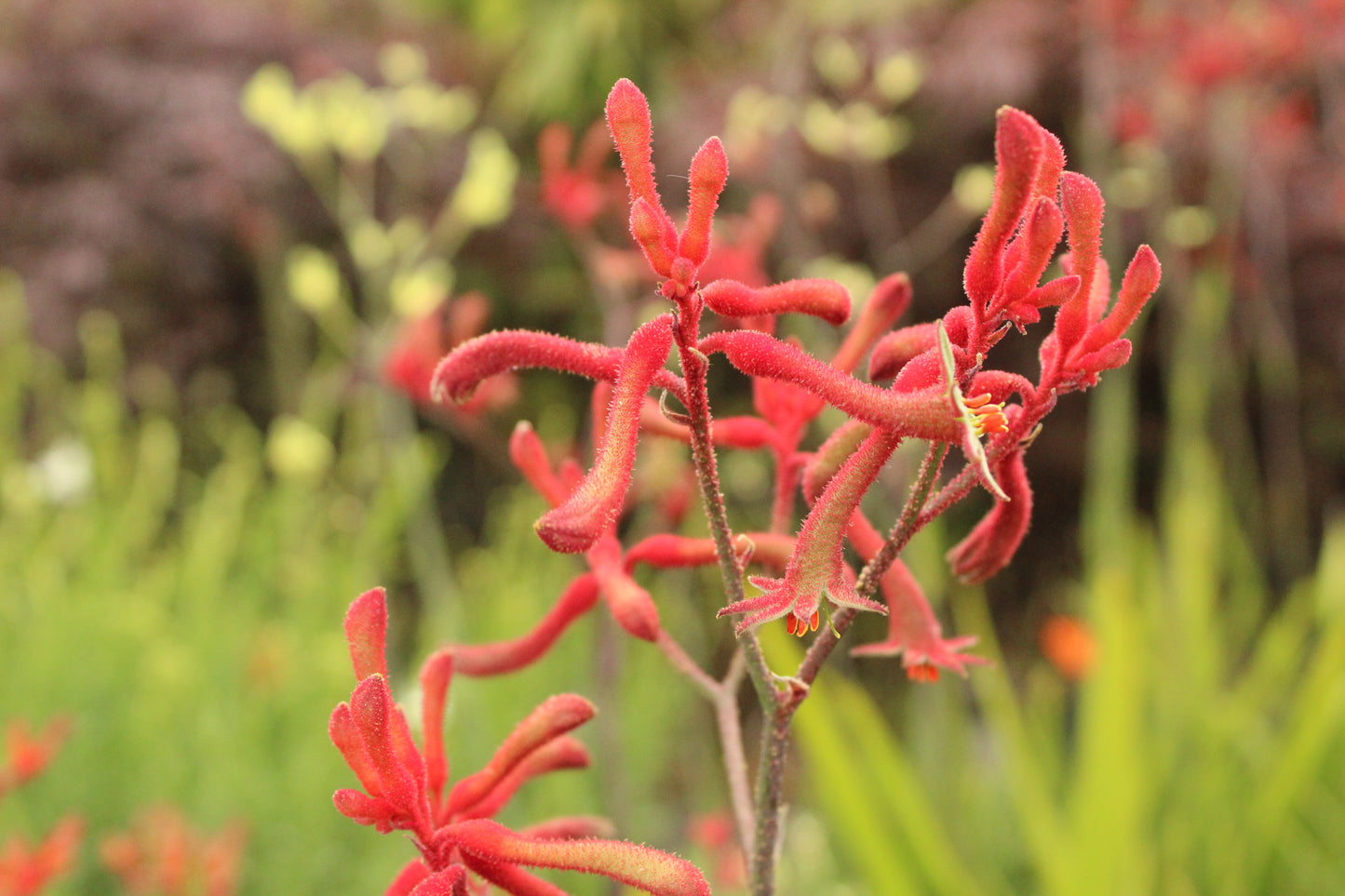 Anigozanthos flavidus red