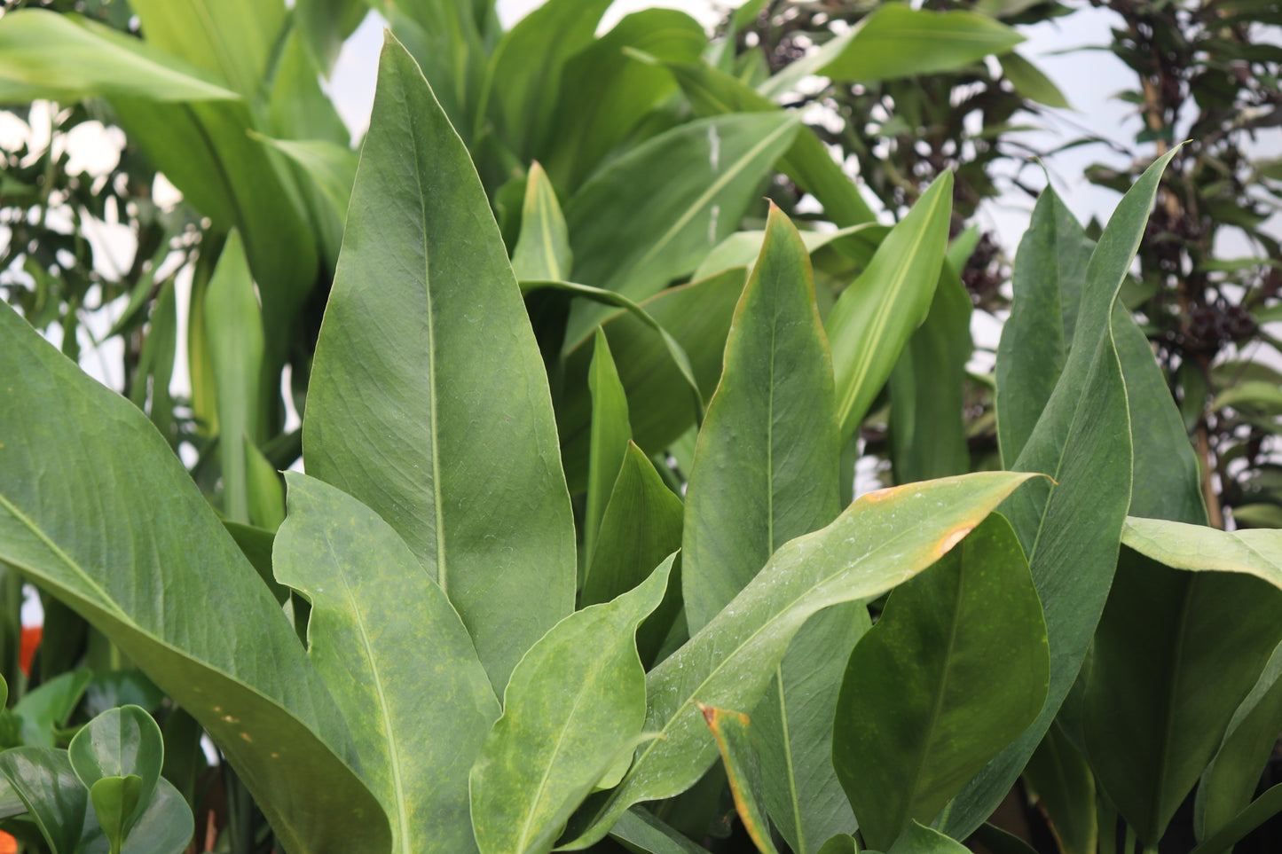 Anthurium coriaceum 2
