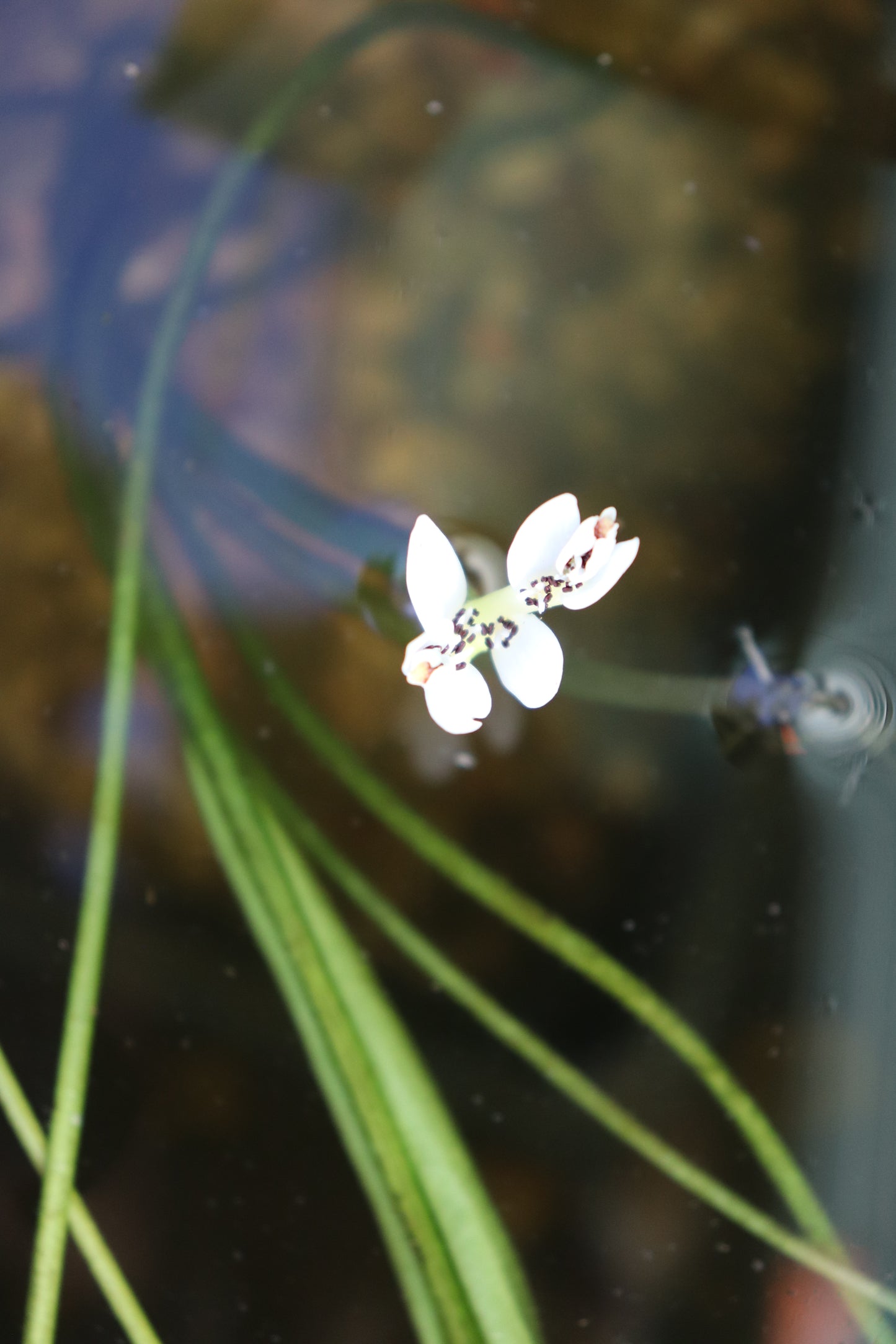 Aponogeton Distachyos 3