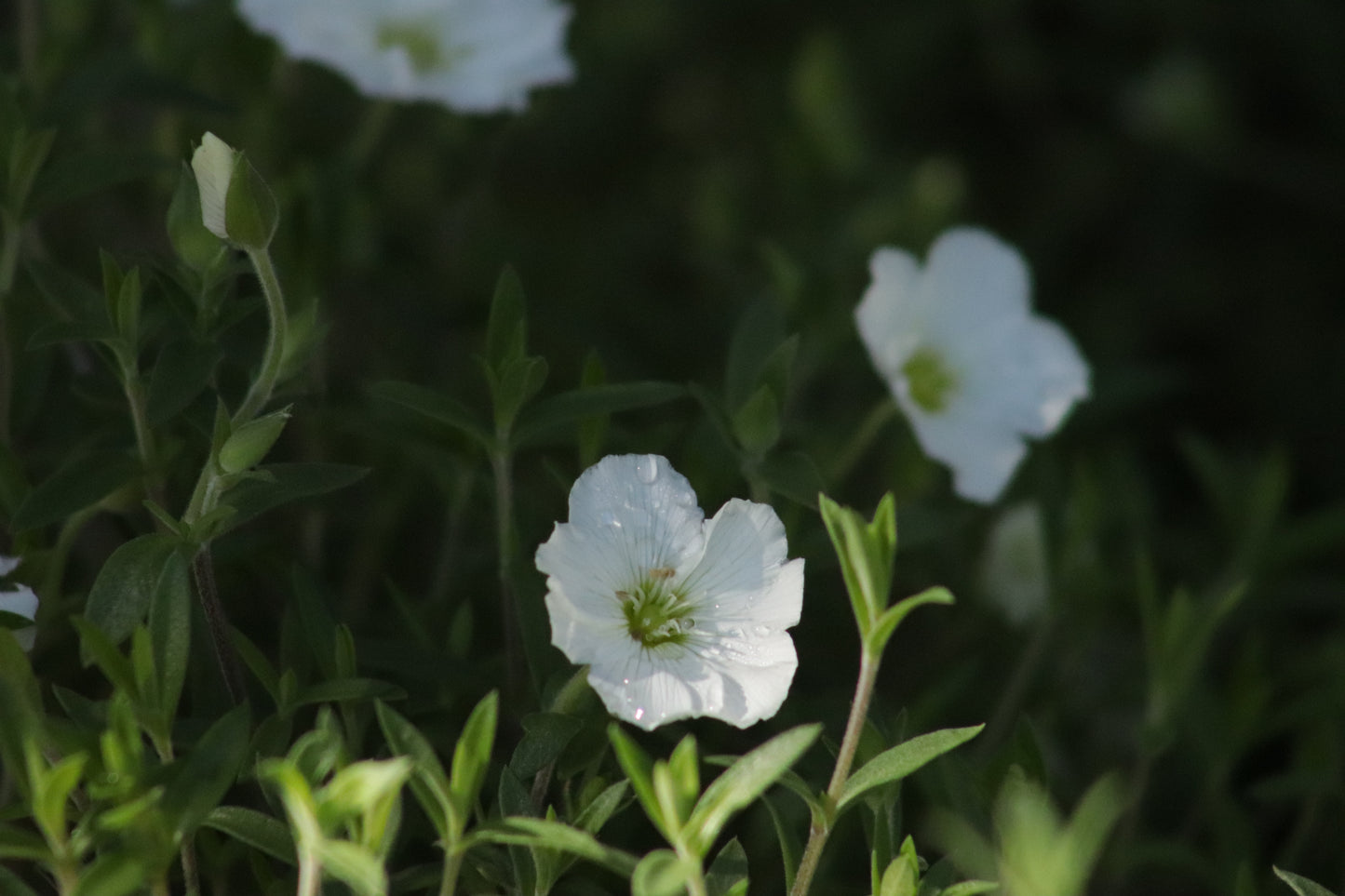 Arenaria montana 5