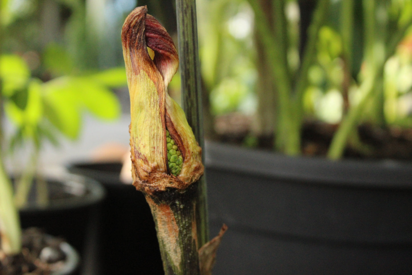 Arisaema exappendiculatum