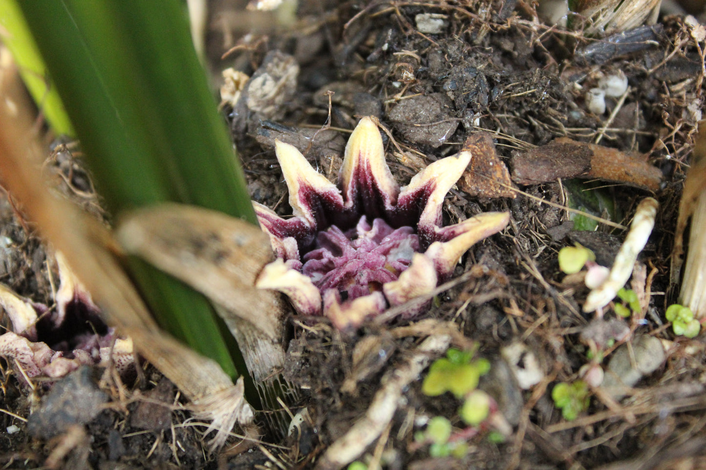 Aspidistra elatior flower