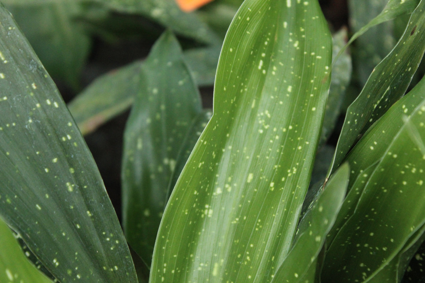 Aspidistra shooting stars