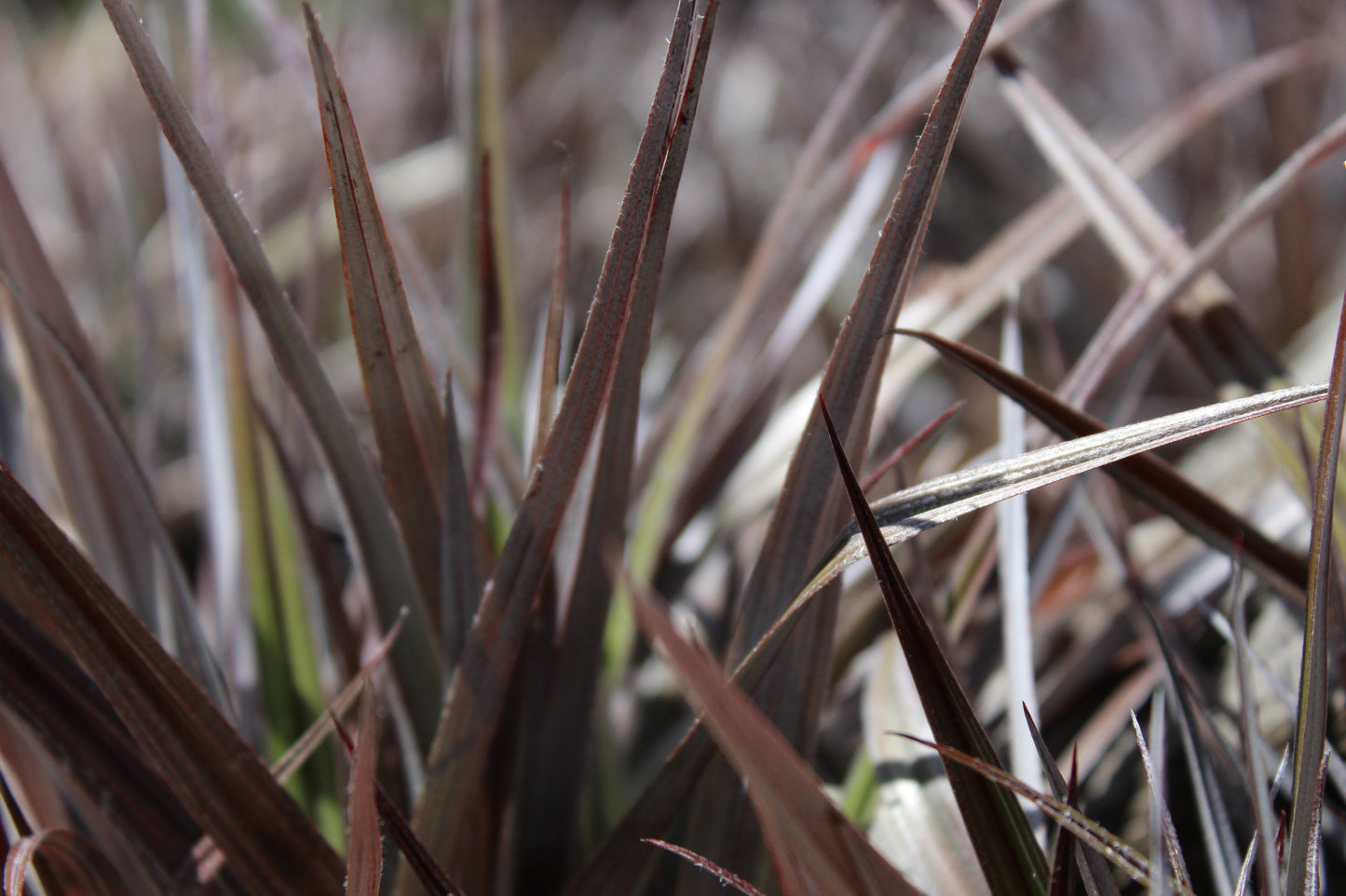 Astelia Red Devil tm.