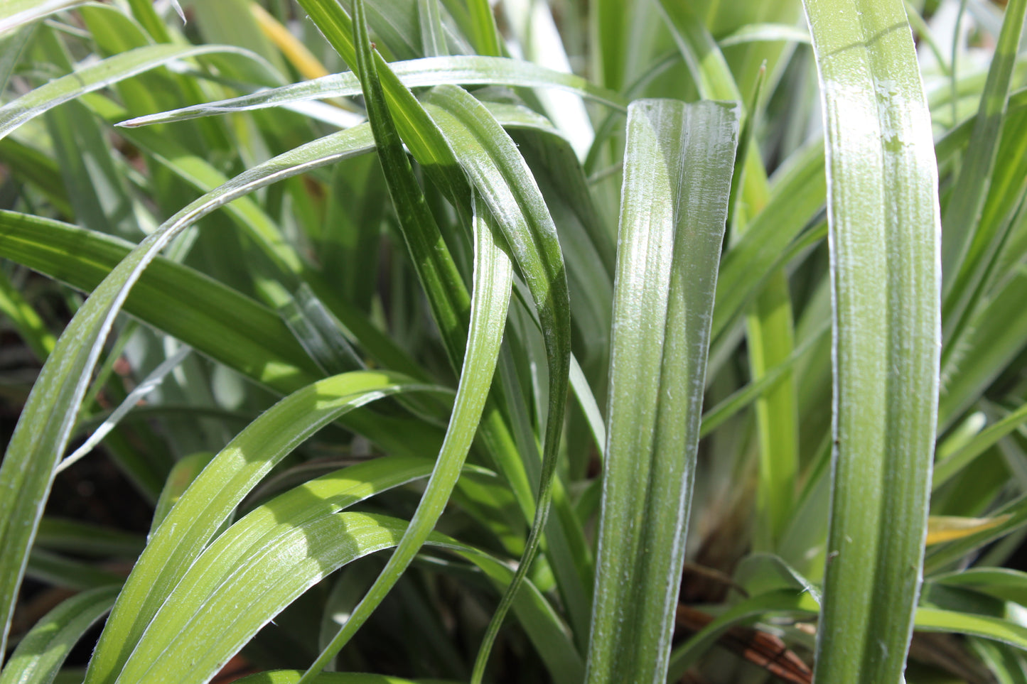 Astelia banksii