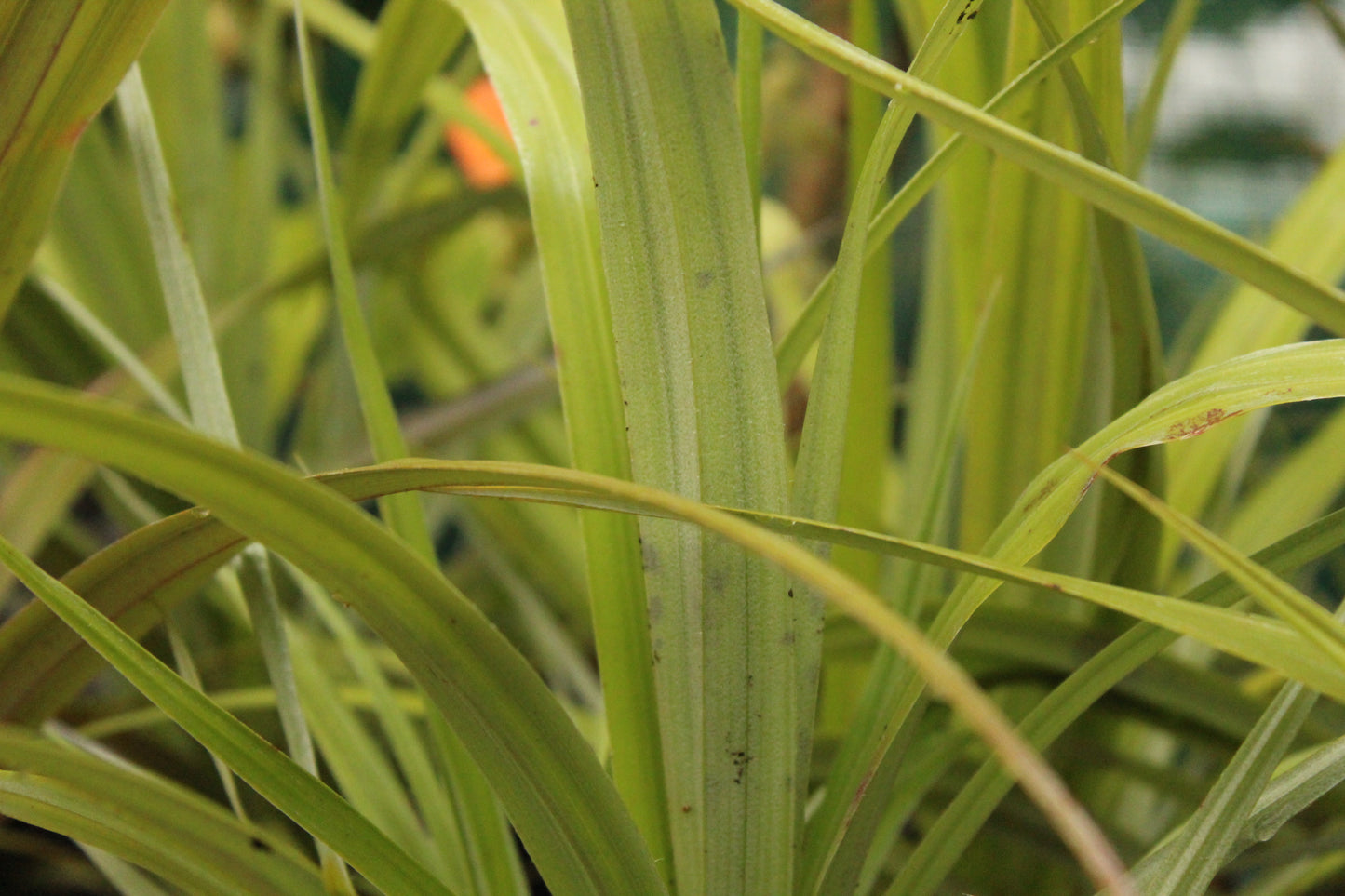 Astelia fragrans