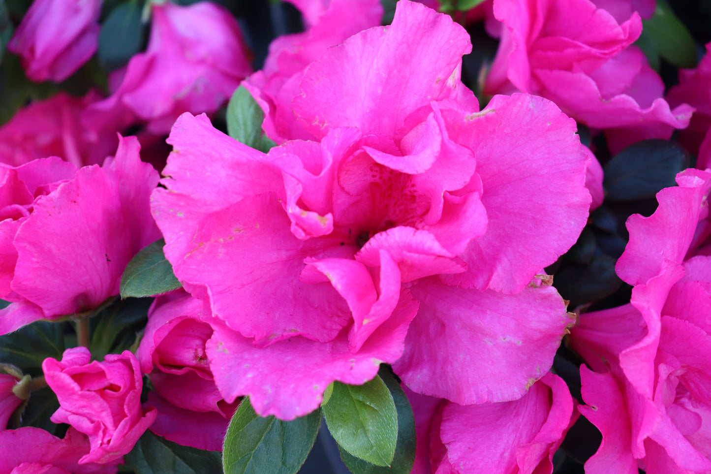 Azalea Kosmos