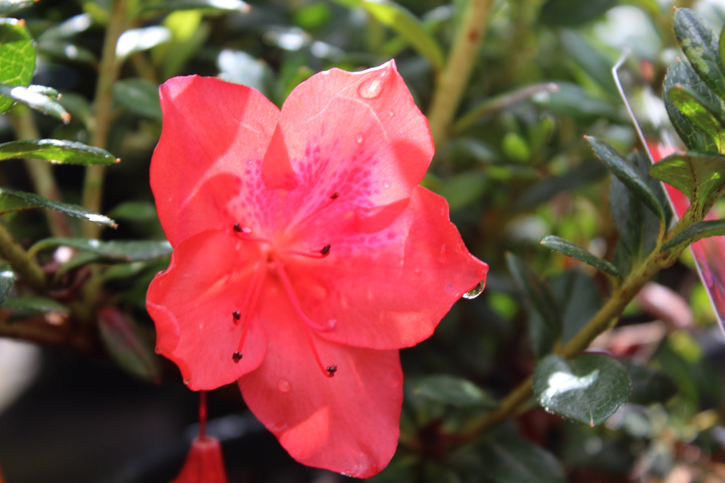 Azalea Mrs Kint