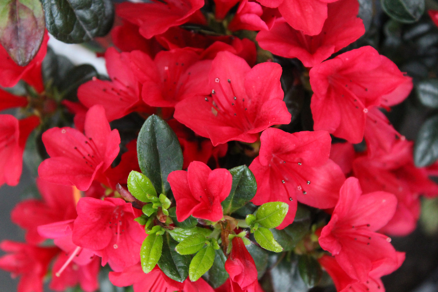 Azalea Wards Ruby 2