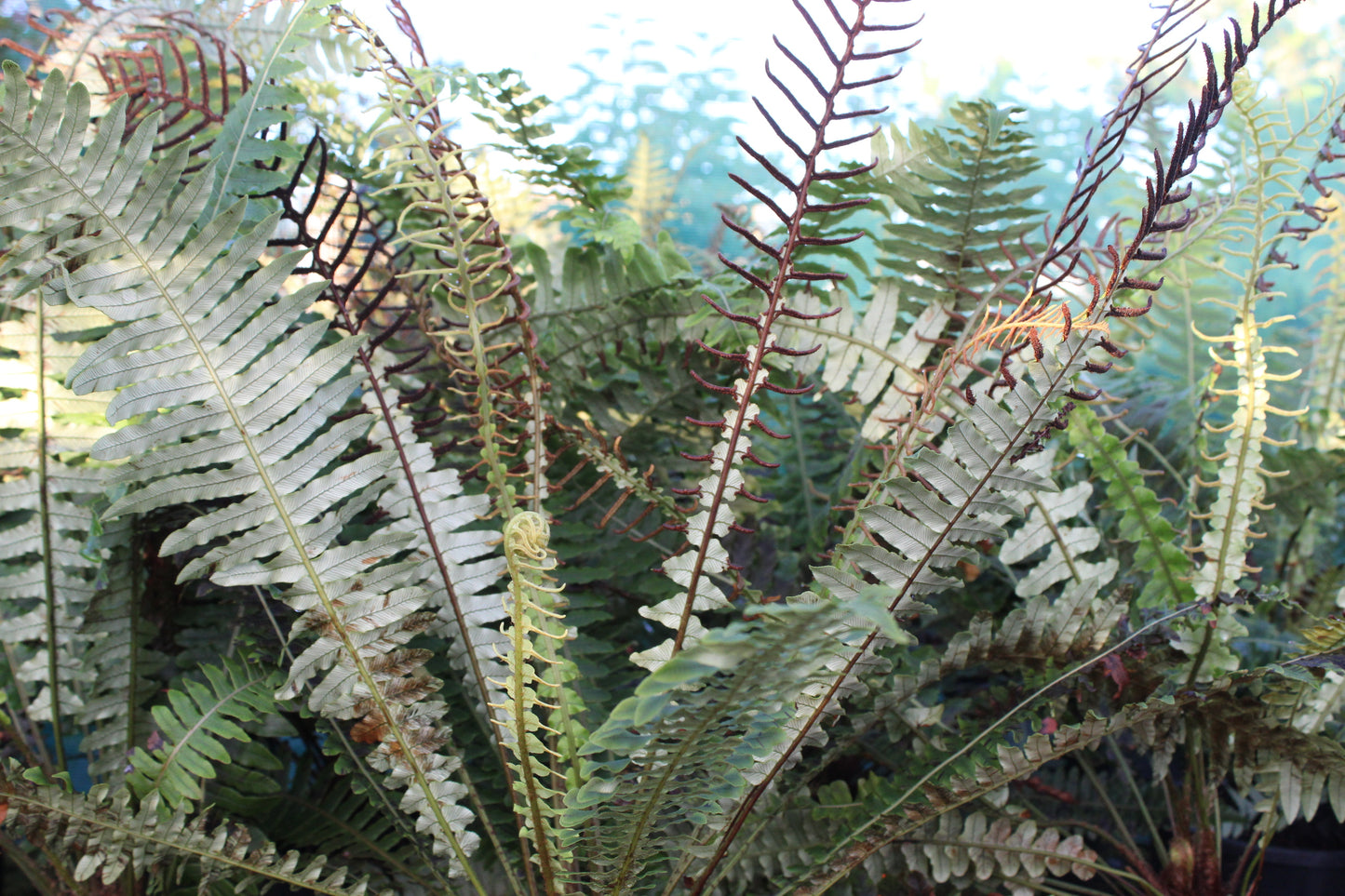 Blechnum discolor