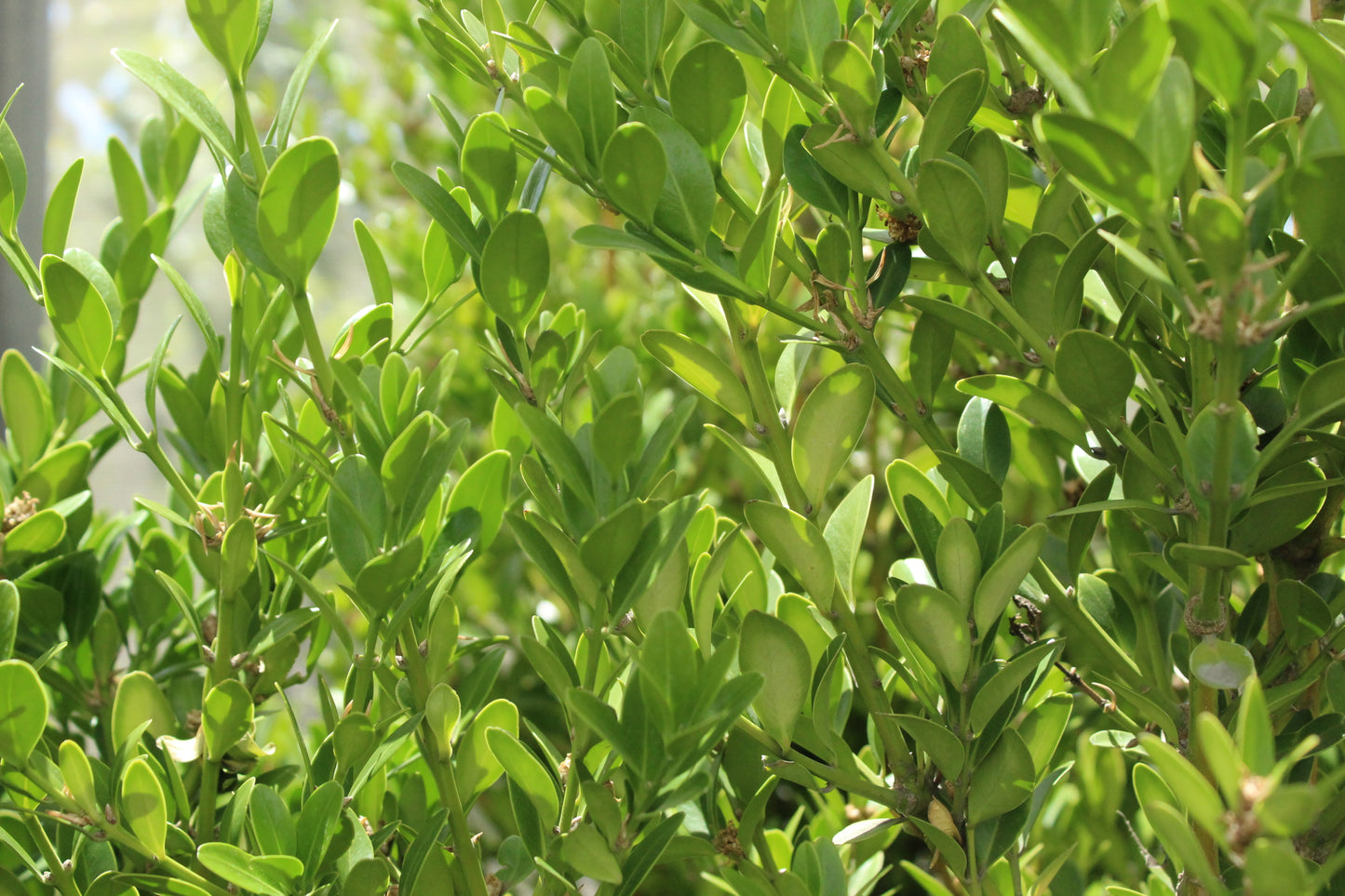 Buxus balearica