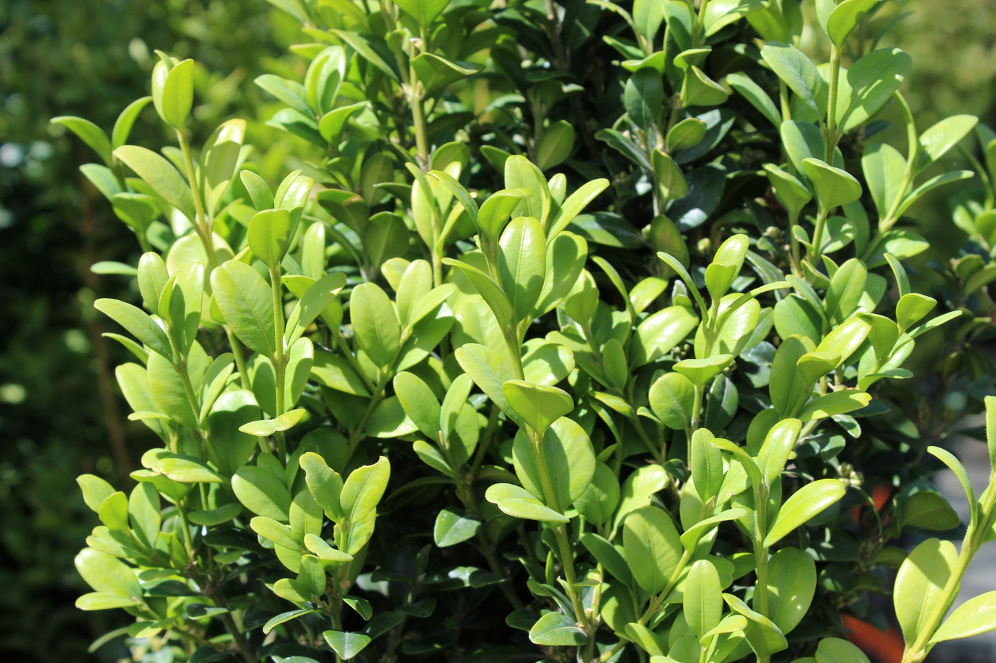 Buxus Graham Blandy