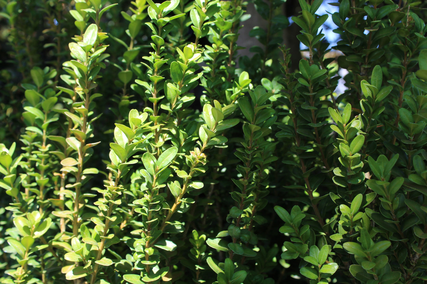 Buxus handsworthiensis