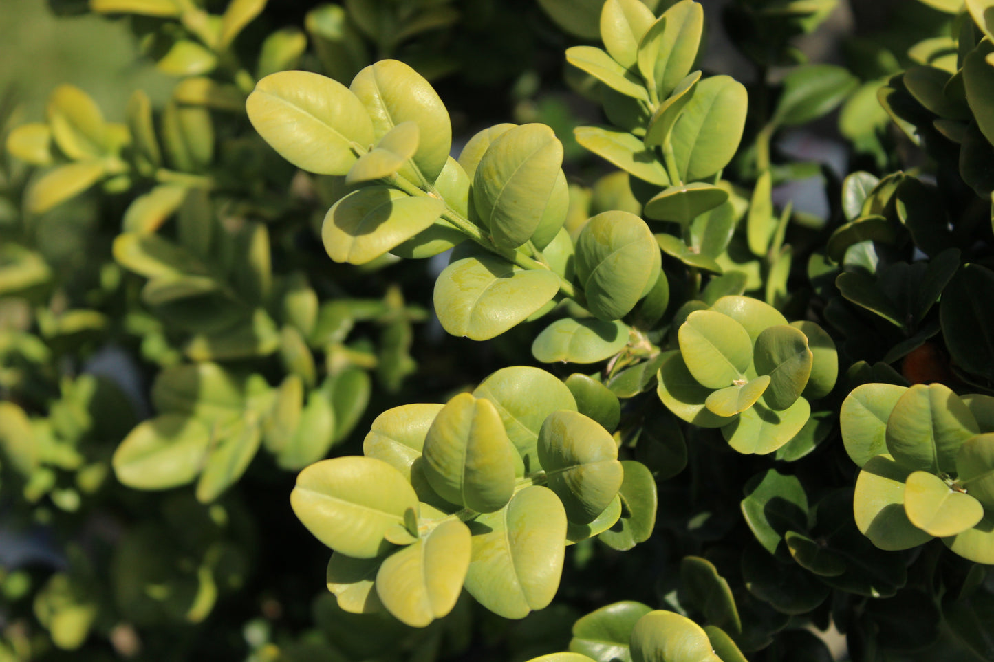 Buxus rotundifolia