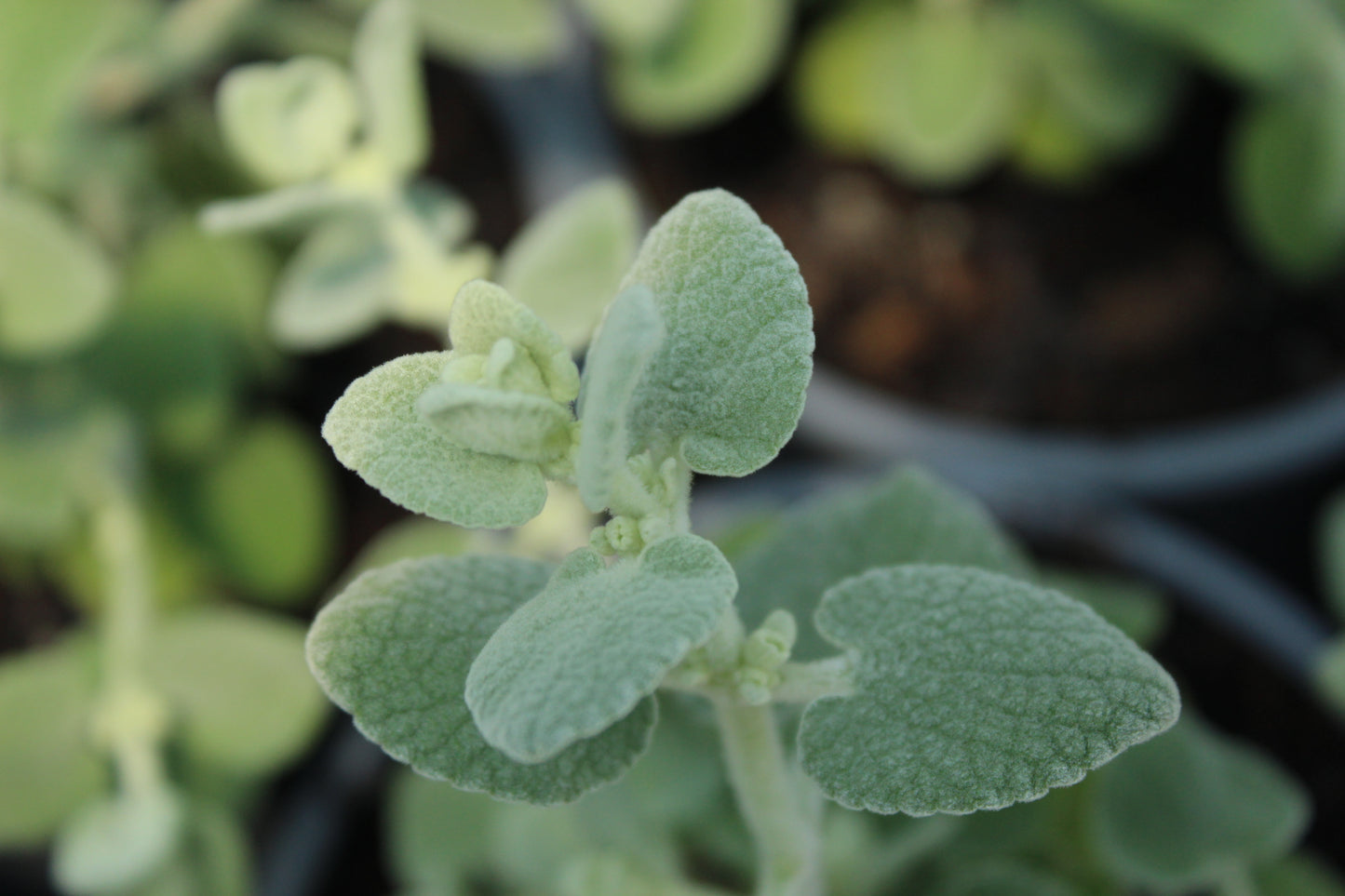 Ballota pseudodictamnus